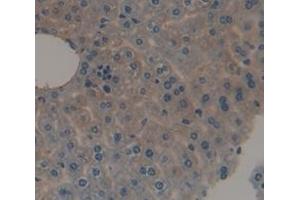 IHC-P analysis of Mouse Tissue, with DAB staining. (alpha 2 Antiplasmin antibody  (AA 348-491))