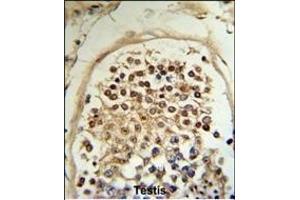 Formalin-fixed and paraffin-embedded human testis tissue reacted with HCCA2 Antibody (N-term), which was peroxidase-conjugated to the secondary antibody, followed by DAB staining. (MOB2 antibody  (N-Term))