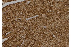 ABIN6268928 at 1/100 staining Rat heart tissue by IHC-P. (Caspase 6 antibody  (Cleaved-Asp179))