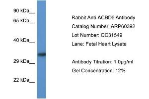 Western Blotting (WB) image for anti-Acyl-CoA Binding Domain Containing 6 (ACBD6) (Middle Region) antibody (ABIN2788432) (ACBD6 antibody  (Middle Region))