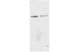 Western Blot of anti-GST antibody. (GST antibody)