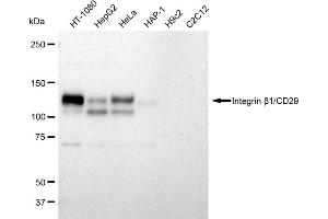 Western blotting analysis using Integrin β1/CD29 antibody (ABIN7799067).