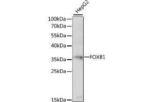 Western blot analysis of extracts of HepG2 cells, using FOXB1 antibody (ABIN7267233) at 1:1000 dilution. (FOXB1 antibody  (C-Term))