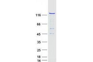 Validation with Western Blot (RFX1 Protein (Myc-DYKDDDDK Tag))