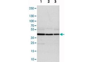 Western blot analysis of cell lysates with DRG1 polyclonal antibody .