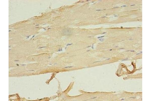 LRRN1 antibody  (AA 26-631)