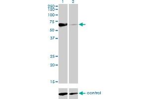 Western blot analysis of NR1D2 over-expressed 293 cell line, cotransfected with NR1D2 Validated Chimera RNAi (Lane 2) or non-transfected control (Lane 1). (NR1D2 antibody  (AA 1-579))