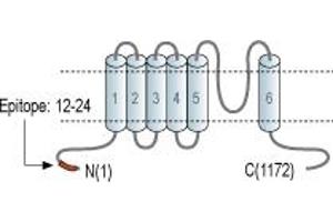 Representative domain view of the target of ABIN7885581.