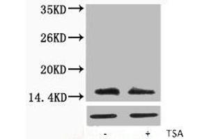 Western blot analysis of extracts from Hela cells, untreated (-) or treated, 1:5000. (H2AFX antibody  (acLys5))