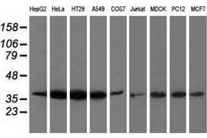 Western blot analysis of extracts (35 µg) from 9 different cell lines by using anti-ANXA3 monoclonal antibody. (Annexin A3 antibody)