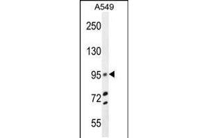 Western blot analysis in A549 cell line lysates (35ug/lane). (TRIM9 antibody  (C-Term))