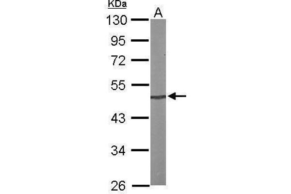 PRKX antibody