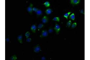 Immunofluorescence staining of A549 cells with ABIN7164015 at 1:50, counter-stained with DAPI. (KCNV1 antibody  (AA 1-200))