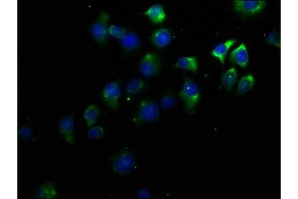 KCNV1 antibody  (AA 1-200)