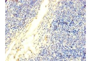 Immunohistochemistry of paraffin-embedded human thymus tissue using ABIN7150213 at dilution of 1:100