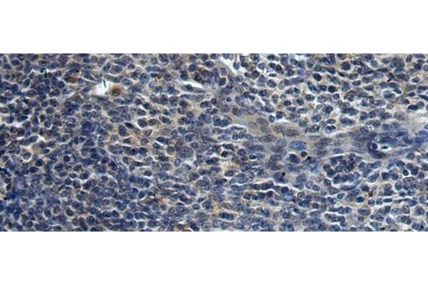 FAM29A antibody