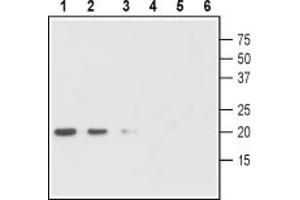 Western blot analysis of human GDNF pro-domain fusion protein at 40 ng (lanes 1 and 4), 30 ng (lanes 2 and 5) and 20 ng (lanes 3 and 6):1-3.