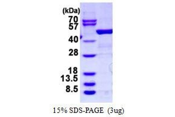 ARHGDIB Protein (GST tag)