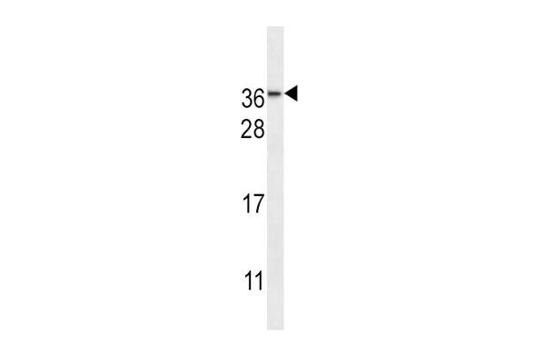 NMNAT3 antibody  (AA 150-178)