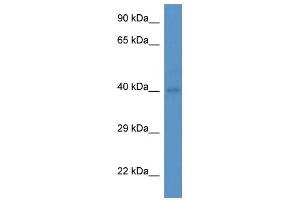 Western Blot showing Abo antibody used at a concentration of 1. (ABO antibody  (Middle Region))