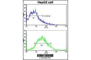 Flow cytometric analysis of HepG2 cells using LGR5/GPR49 Antibody (bottom histogram) compared to a negative control cell (top histogram). (LGR5 antibody  (N-Term))