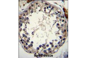 STRA8 Antibody immunohistochemistry analysis in formalin fixed and paraffin embedded human testis tissue followed by peroxidase conjugation of the secondary antibody and DAB staining. (STRA8 antibody  (C-Term))