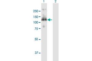 Western Blot analysis of CDC27 expression in transfected 293T cell line by CDC27 MaxPab polyclonal antibody. (CDC27 antibody  (AA 1-830))