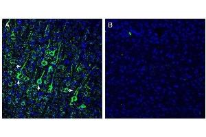 Expression of N-Cadherin in mouse cortex - Immunohistochemical staining of perfusion-fixed frozen mouse brain sections with Anti-N-Cadherin Antibody (ABIN7042976, ABIN7044708 and ABIN7044709), (1:200), followed by goat anti-rabbit-AlexaFluor-488. (N-Cadherin antibody  (Intracellular))
