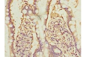 Immunohistochemistry of paraffin-embedded human small intestine tissue using ABIN7161944 at dilution of 1:100 (NFYB antibody  (AA 1-207))