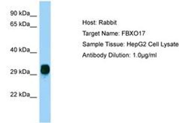 FBXO17 antibody  (AA 36-85)
