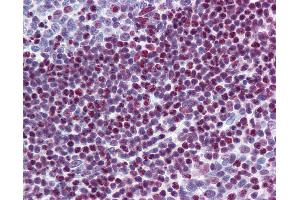 Anti-SRSF6 / SFRS6 antibody IHC of human tonsil. (SFRS6 antibody  (AA 143-192))