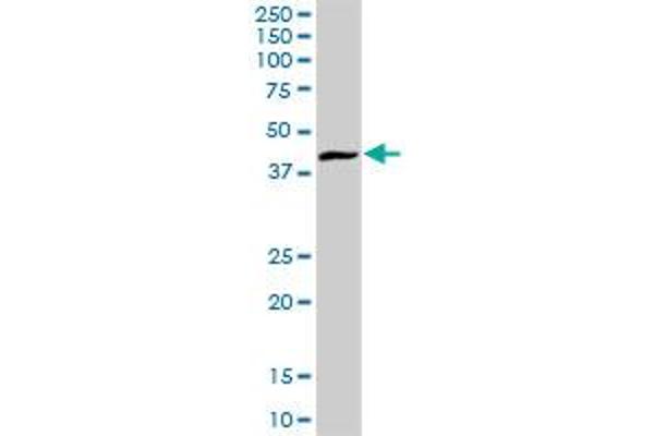 ARL6IP4 antibody  (AA 1-360)