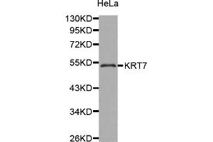 Western blot analysis of extracts of HeLa cells, using KRT7 antibody (ABIN5971399). (Cytokeratin 7 antibody)