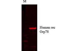 Grp78 human recom copy_1. (GRP78 antibody)