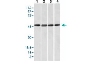 Western Blot analysis of Lane 1: HeLa, Lane 2: HepG2, Lane 3: HEK293 and Lane 4: K562 cell lysates with FBXO5 monoclonal antibody, clone EMI1/1176 . (FBXO5 antibody  (AA 1-250))