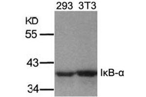 Image no. 2 for anti-Nuclear Factor of kappa Light Polypeptide Gene Enhancer in B-Cells Inhibitor, alpha (NFKBIA) (Ser32), (Ser36) antibody (ABIN197304) (NFKBIA antibody  (Ser32, Ser36))