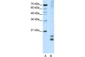 Western Blotting (WB) image for anti-Transcription Factor MafF (MAFF) antibody (ABIN2461834) (MafF antibody)