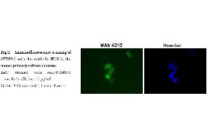 Immunofluorescence (IF) image for anti-Small Ubiquitin Related Modifier Protein 1 (SUMO1) (full length) antibody (Biotin) (ABIN2452137)