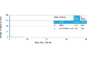 Protein Array (PAr) image for anti-Oligodendrocyte Lineage Transcription Factor 2 (OLIG2) antibody (ABIN7456327) (OLIG2 antibody)