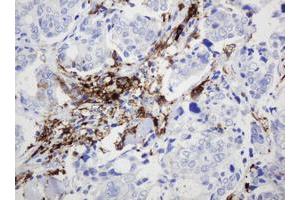 Image no. 5 for anti-Sex Determining Region Y (SRY) antibody (ABIN1501140)