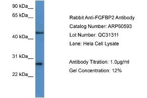WB Suggested Anti-FGFBP2  Antibody Titration: 0.