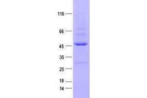 Western Blotting (WB) image for TYRO3 Protein Tyrosine Kinase (TYRO3) protein (DYKDDDDK Tag) (ABIN2734710)
