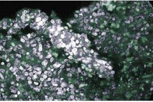 Immunohistochemical staining of Rabbit Spleen. (CSK antibody  (AA 1-156))