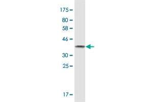Western Blot detection against Immunogen (36. (U2AF2 antibody  (AA 141-240))