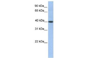 Western Blotting (WB) image for anti-Pellino E3 Ubiquitin Protein Ligase Family Member 3 (PELI3) antibody (ABIN2459771) (Pellino 3 antibody)