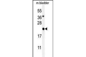 Western blot analysis of ID4 Antibody (N-term) (ABIN653935 and ABIN2843167) in mouse bladder tissue lysates (35 μg/lane). (ID4 antibody  (N-Term))