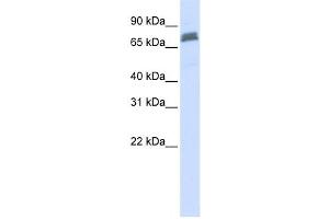 Western Blotting (WB) image for anti-Tripartite Motif Containing 45 (TRIM45) antibody (ABIN2458736) (TRIM45 antibody)