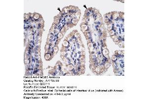 Human Intestine (HMGB3 antibody  (C-Term))