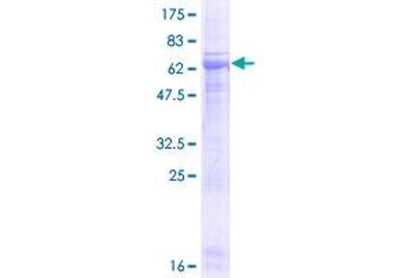 Pellino 3 Protein (AA 1-331) (GST tag)