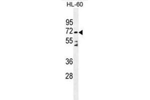 Western blot analysis of DPP3 Antibody (C-term) in HL-60 cell line lysates (35ug/lane). (DPP3 antibody  (C-Term))
